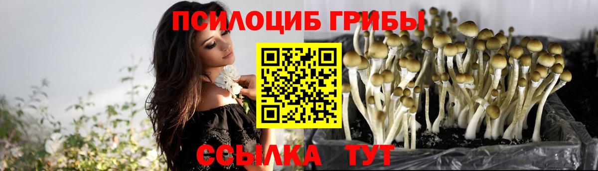 Псилоцибиновые грибы прущие грибы Брянск